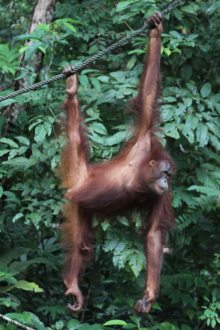 Orang Utan - hängen lassen