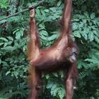 Orang Utan - hängen lassen