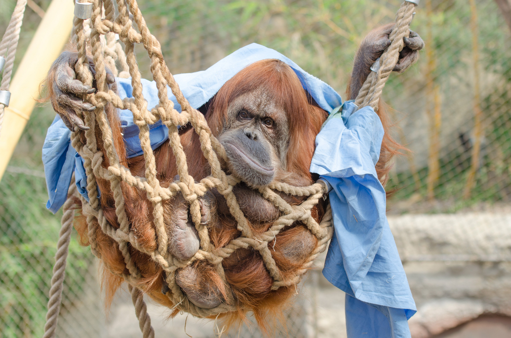 Orang Utan hängt ab