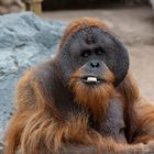 Orang-Utan (Hagenbecks Tierpark, Hamburg)