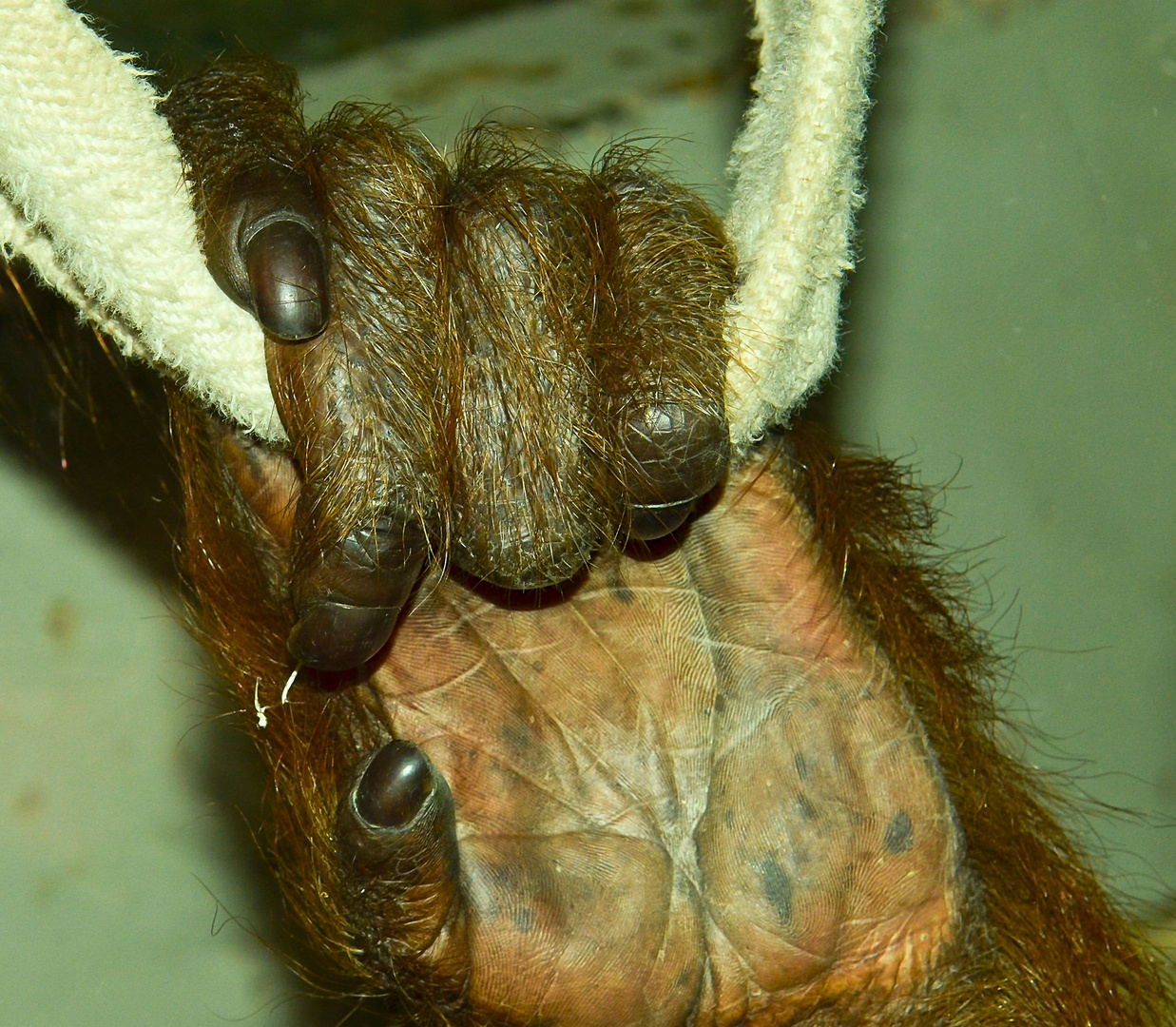 Orang-Utan Hand