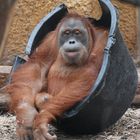 Orang Utan hat seinen eigenen Sessel