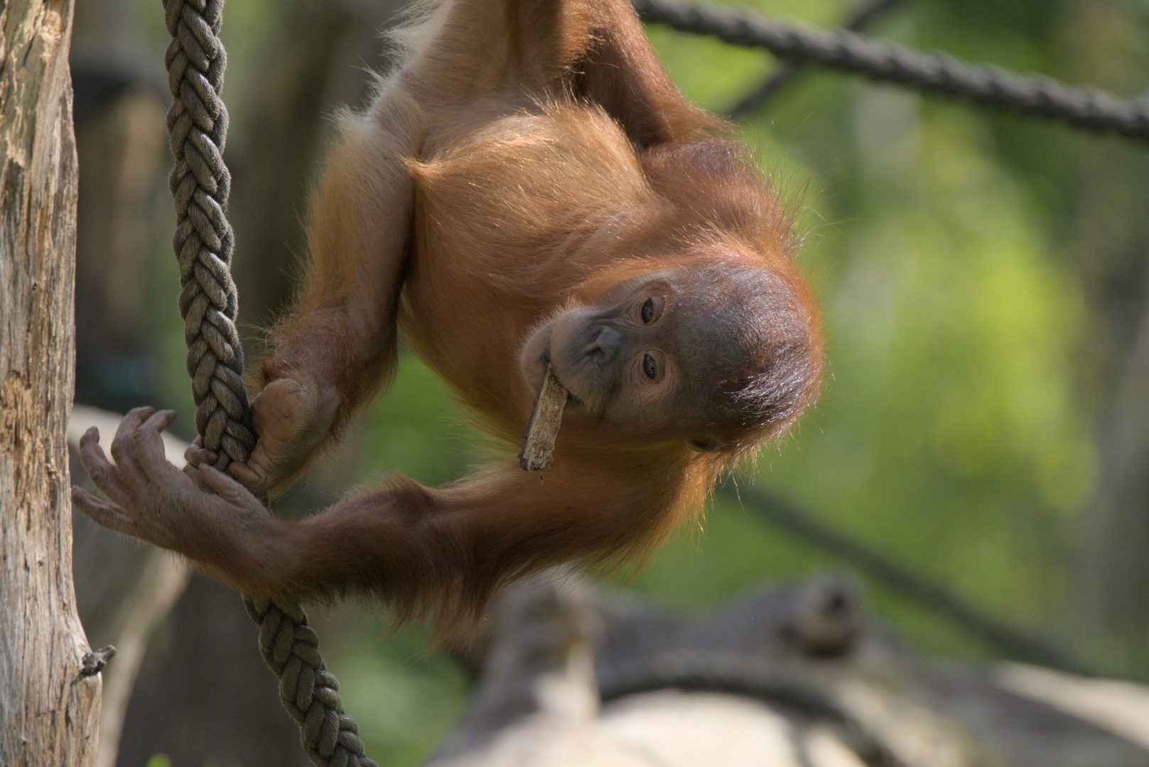 Orang Utan - Holz als Nuckel