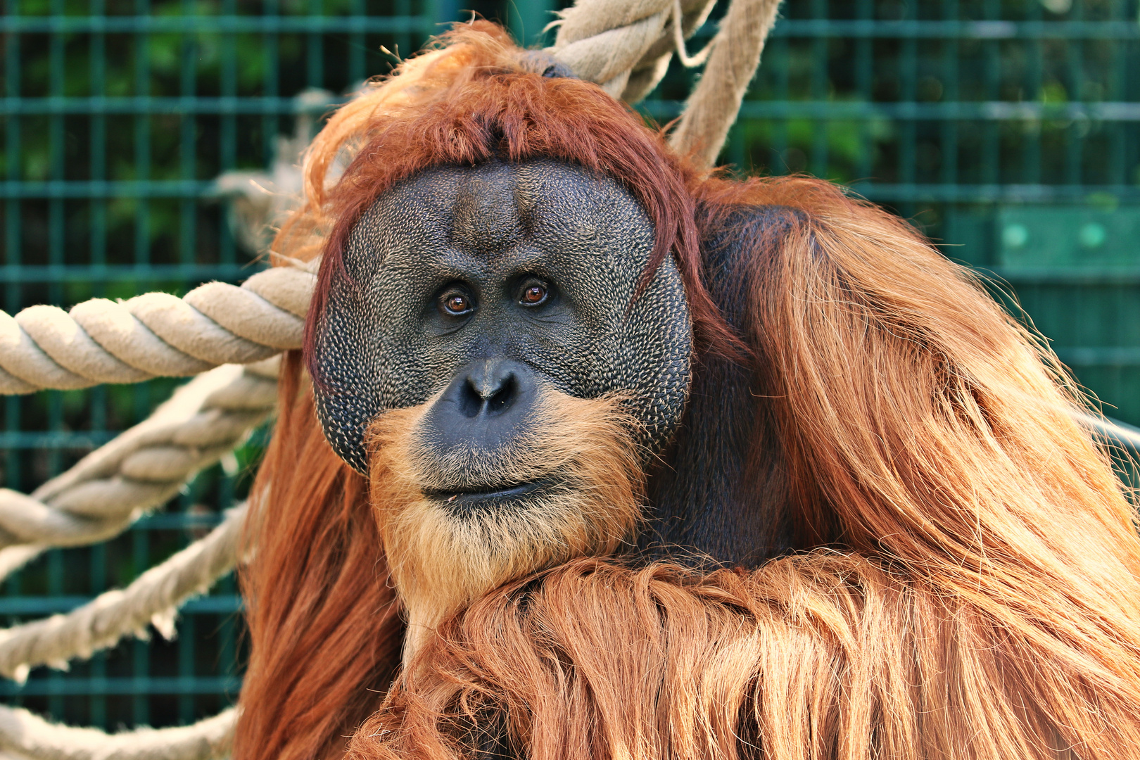 Orang Utan III