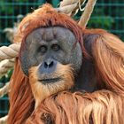 Orang Utan III