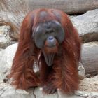 Orang-Utan im Allwetterzoo in Münster 2014