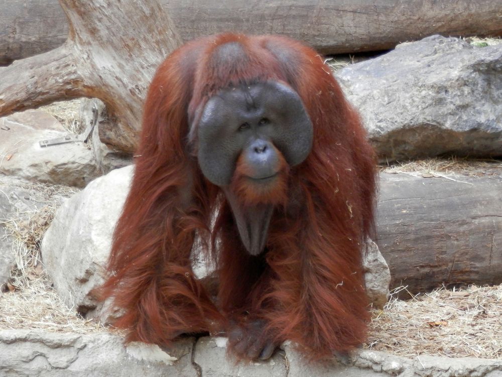 Orang-Utan im Allwetterzoo in Münster 2014