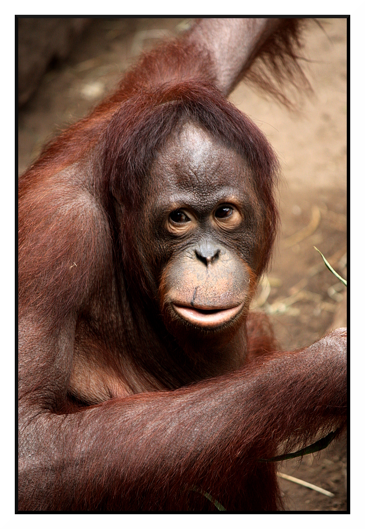 Orang Utan im Allwetterzoo Münster