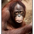 Orang Utan im Allwetterzoo Münster