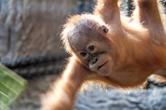 Orang Utan im Anflug