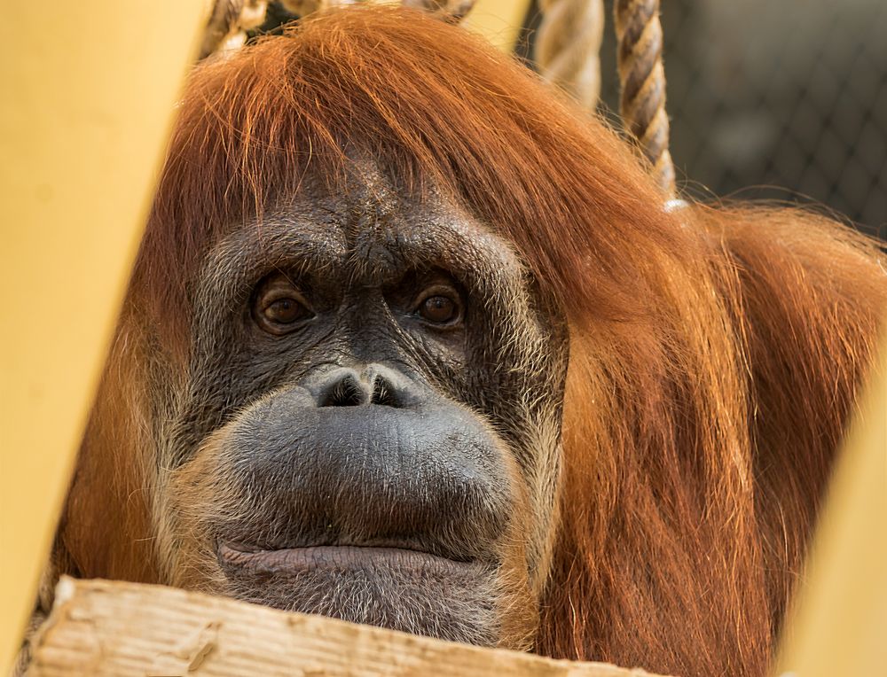 Orang-Utan im Angesicht.