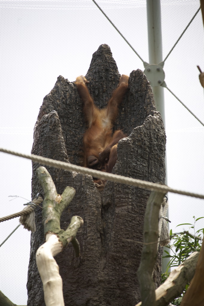 Orang Utan im Baum