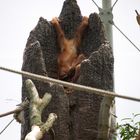 Orang Utan im Baum