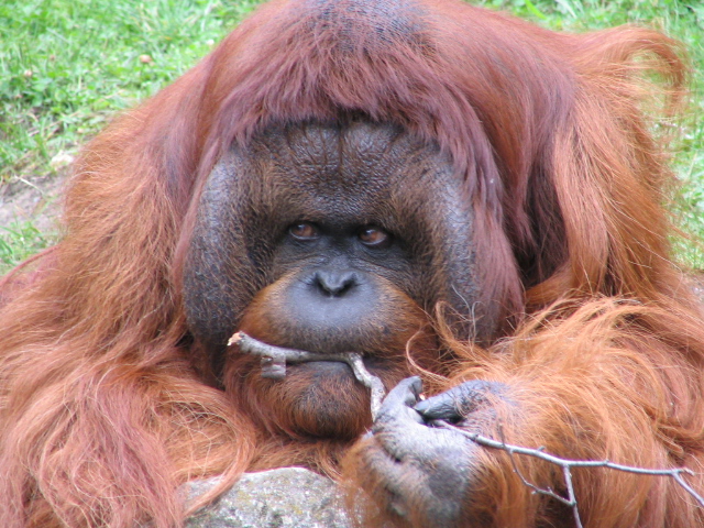 Orang-Utan im Berliner Zoo