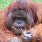 Orang-Utan im Berliner Zoo