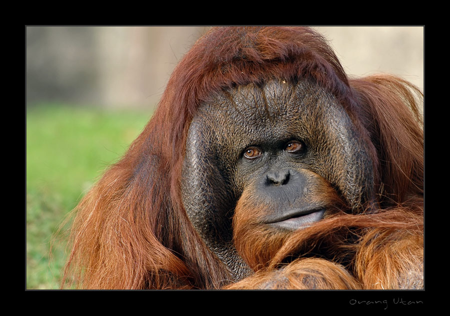 Orang Utan im Berliner Zoo