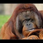 Orang Utan im Berliner Zoo