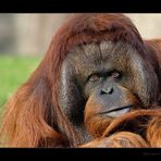 Orang Utan im Berliner Zoo