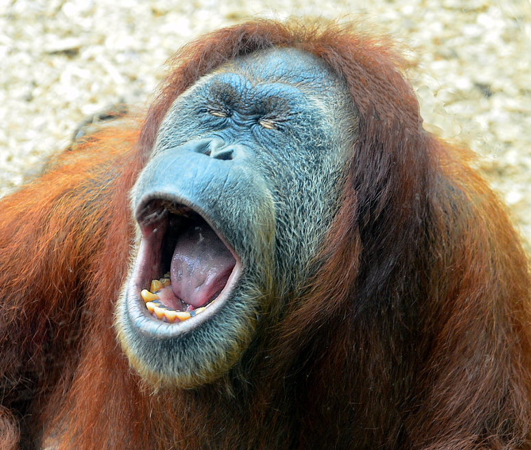 Orang-Utan im Dortmunder Zoo