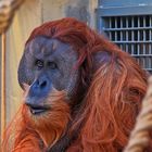 Orang Utan im Dresdner Zoo wobei ich bei diesem ersten Besuch seit vielen Jahren...