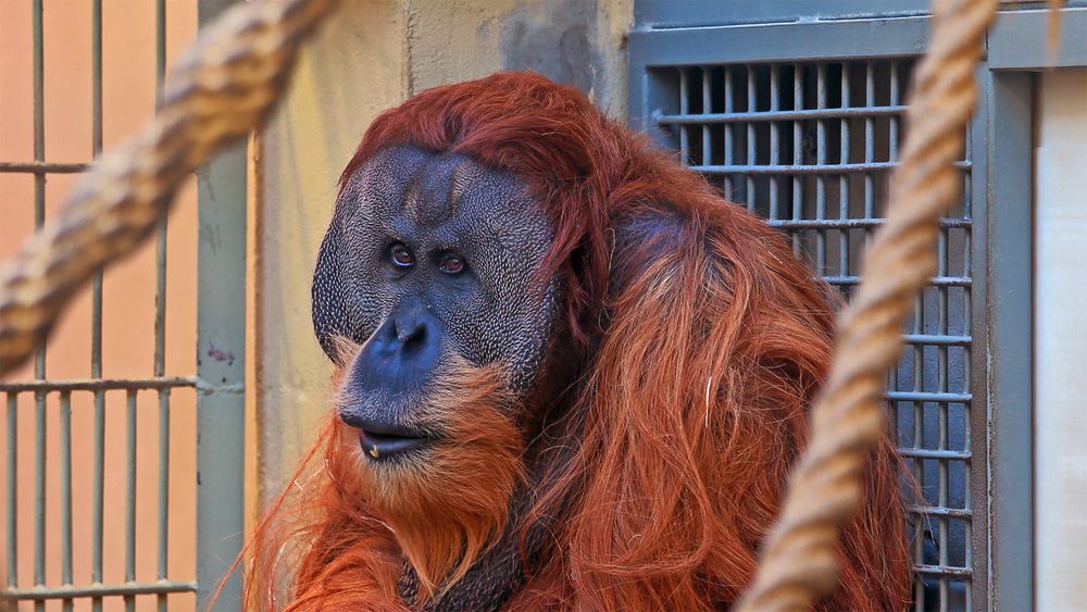 Orang Utan im Dresdner Zoo wobei ich bei diesem ersten Besuch seit vielen Jahren...