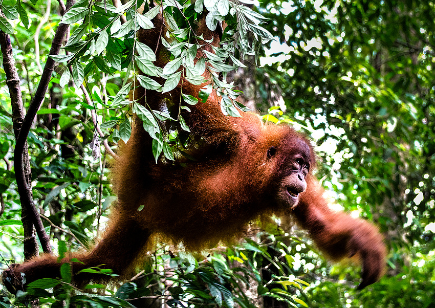 Orang Utan im Dschungel Sumatras