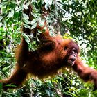 Orang Utan im Dschungel Sumatras