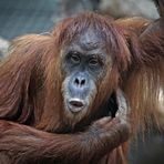 Orang Utan im Frankfurter Zoo