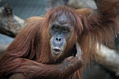 Orang Utan im Frankfurter Zoo