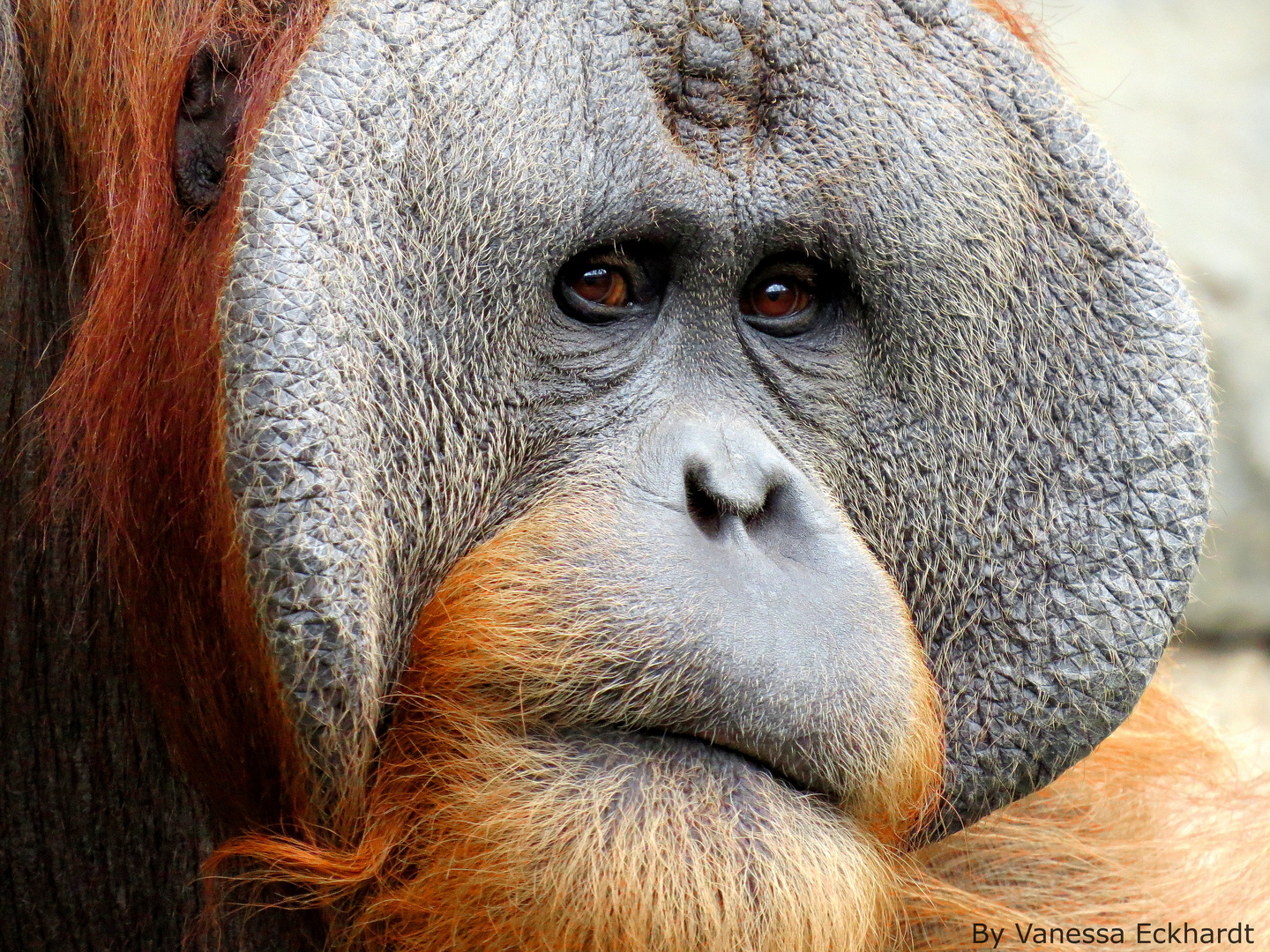 Orang Utan im Hagenbeck´s Tierpark