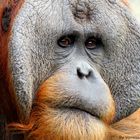 Orang Utan im Hagenbeck´s Tierpark