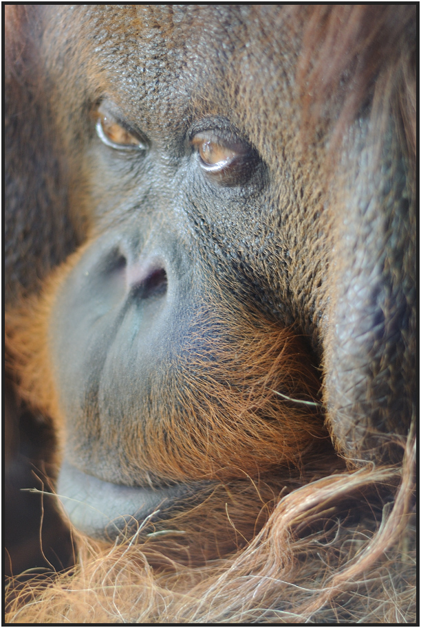 Orang-Utan im Porträt