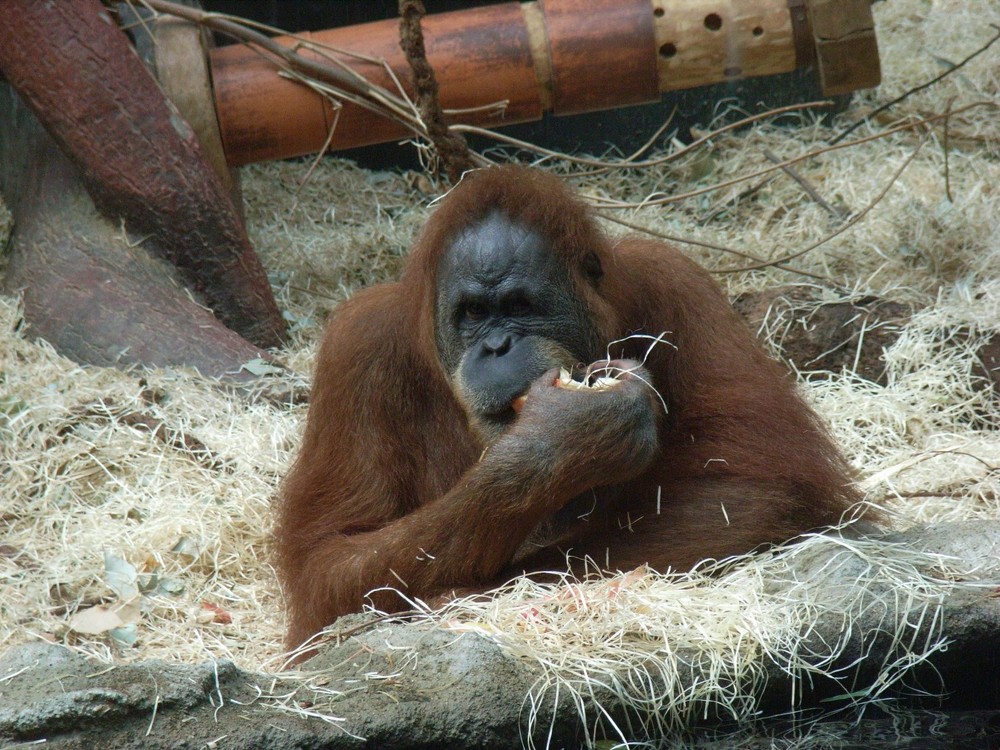 Orang Utan im Prager Zoo