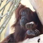 Orang Utan im Schönbrunn Tiergarten Wien