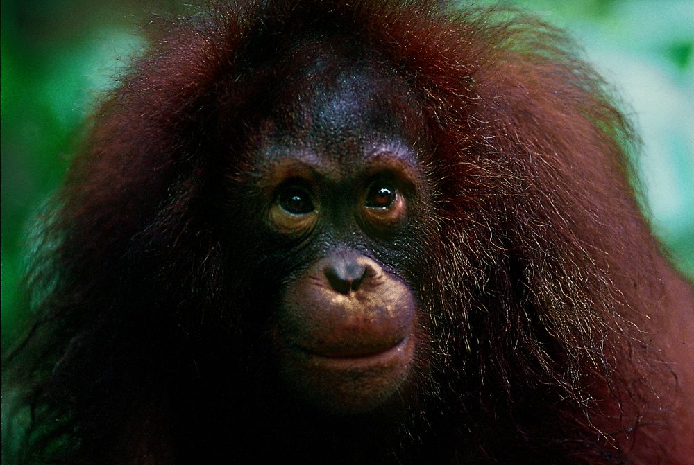 Orang Utan im Sepilok Forest