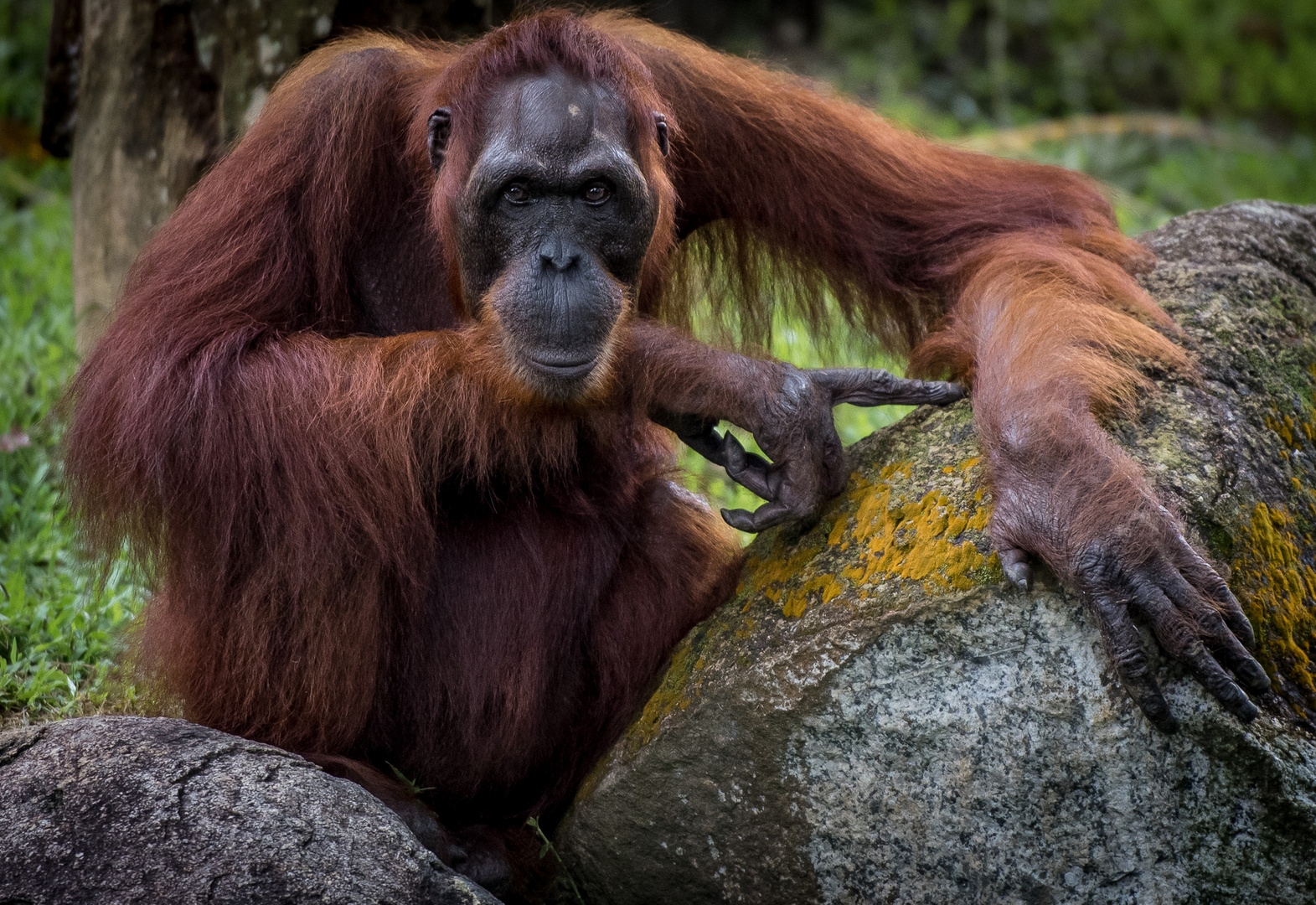 Orang Utan im  Singapore ZOO