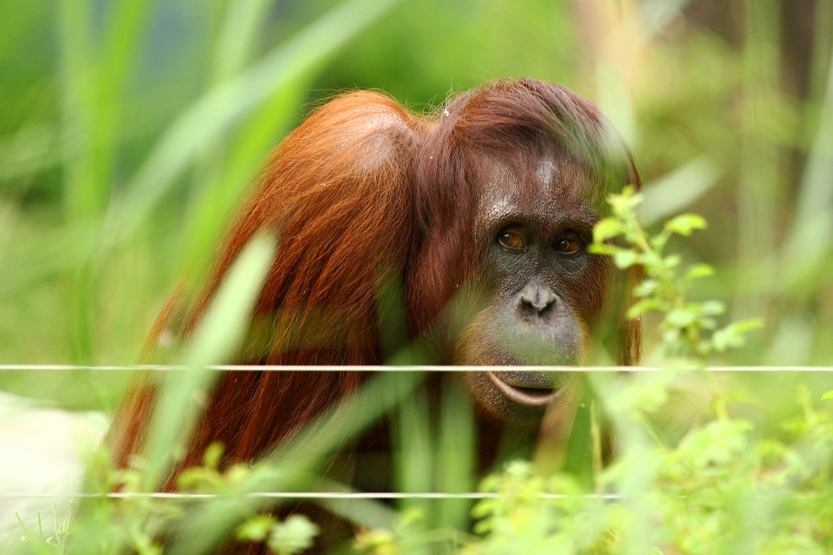 Orang Utan im Tiergarten Schönbrunn