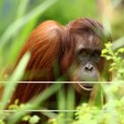 Orang Utan im Tiergarten Schönbrunn