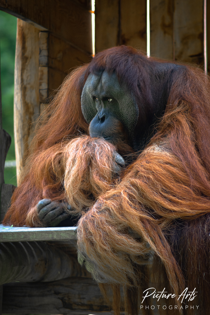 Orang Utan im Zoo