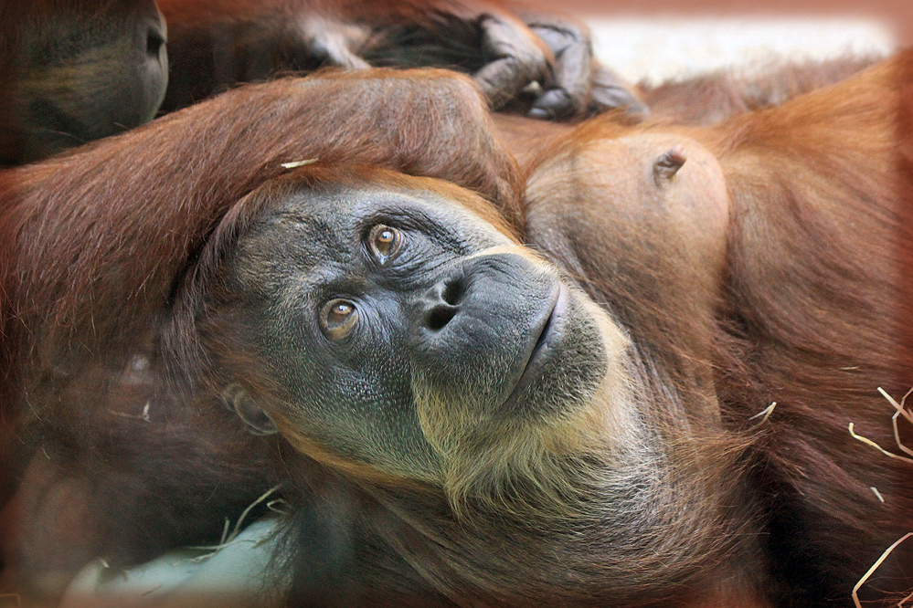 Orang Utan im Zoo Dresden