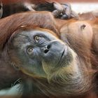 Orang Utan im Zoo Dresden