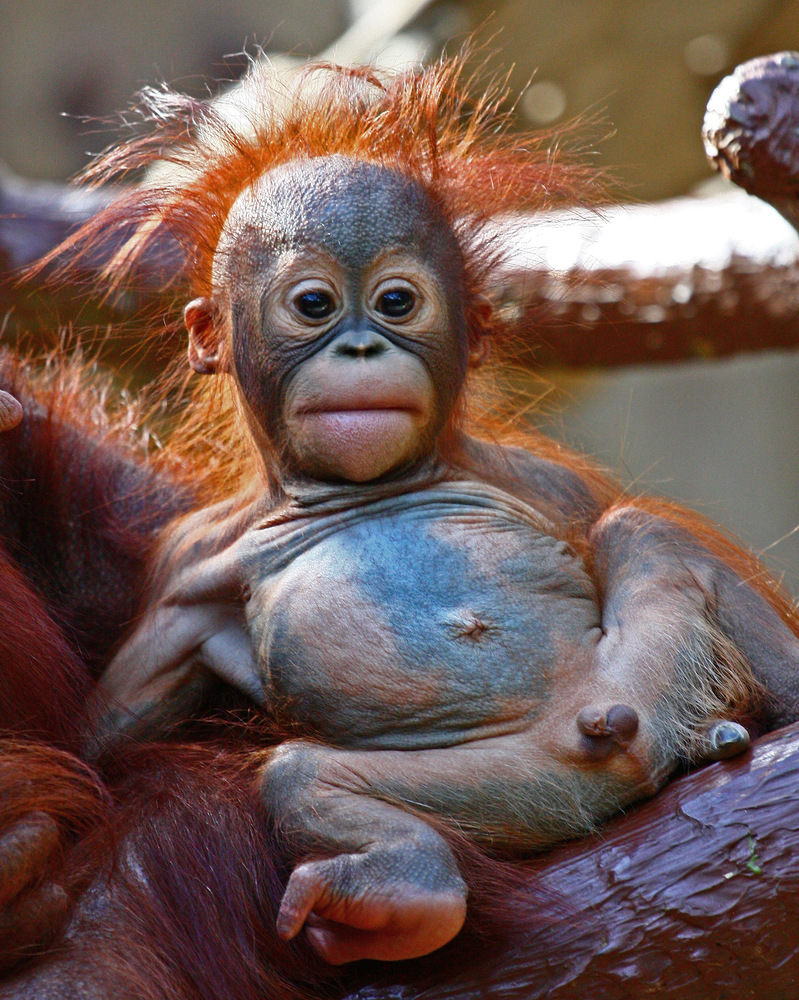 Orang Utan im Zoo Krefeld