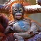 Orang Utan im Zoo Krefeld