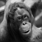 Orang Utan im Zoo Krefeld