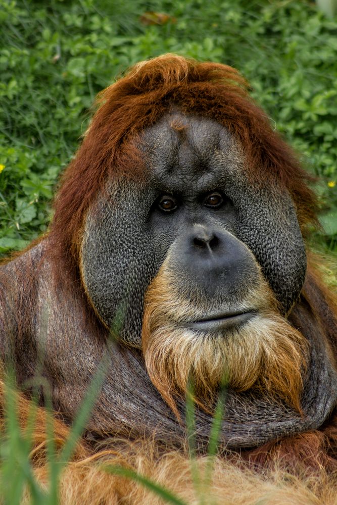 Orang Utan im Zoo Leipzig