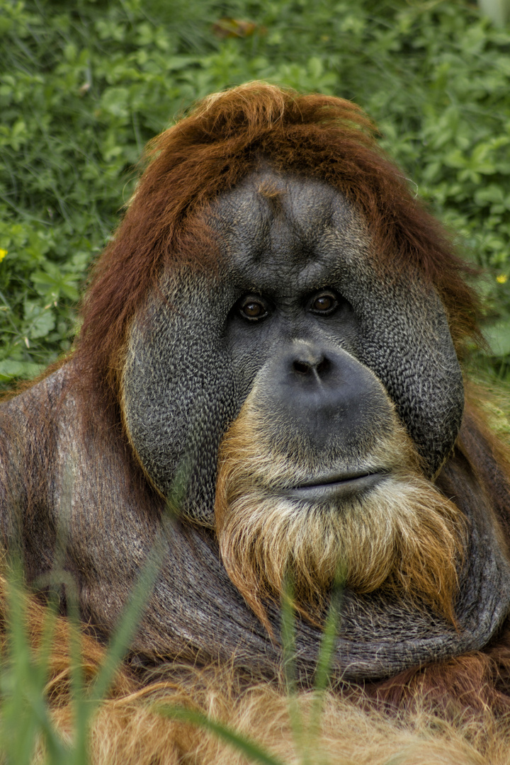 Orang Utan im Zoo Leipzig