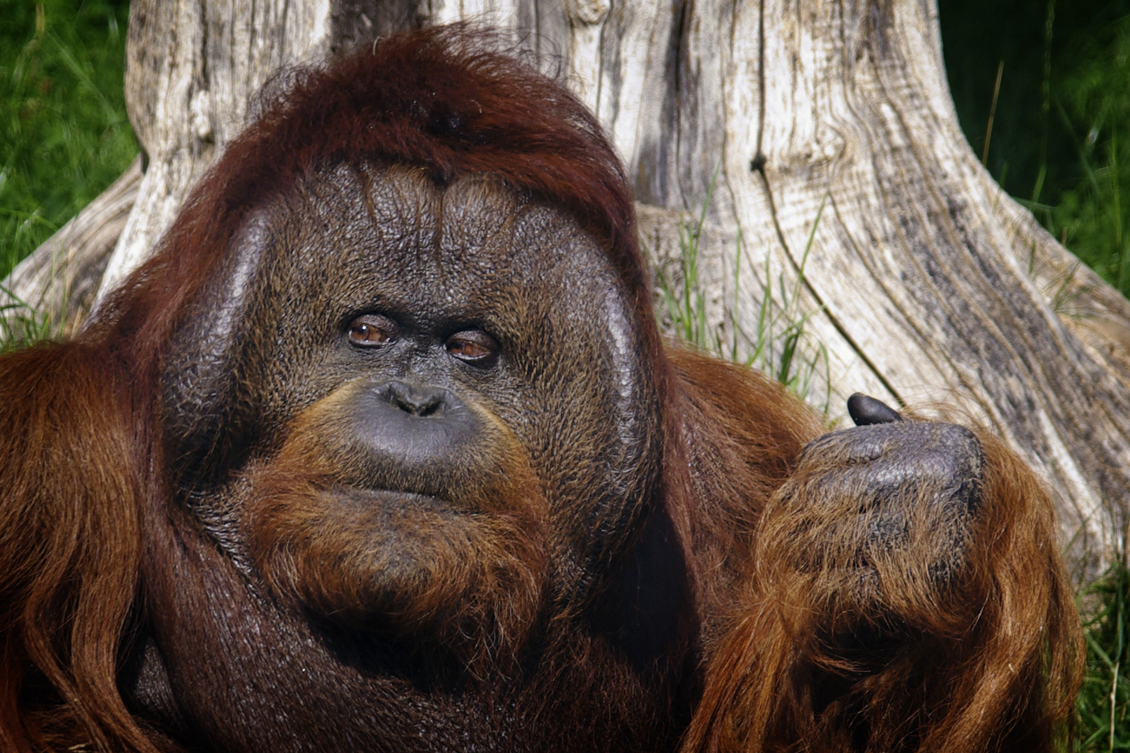 Orang Utan im Zoologischen Garten Berlin