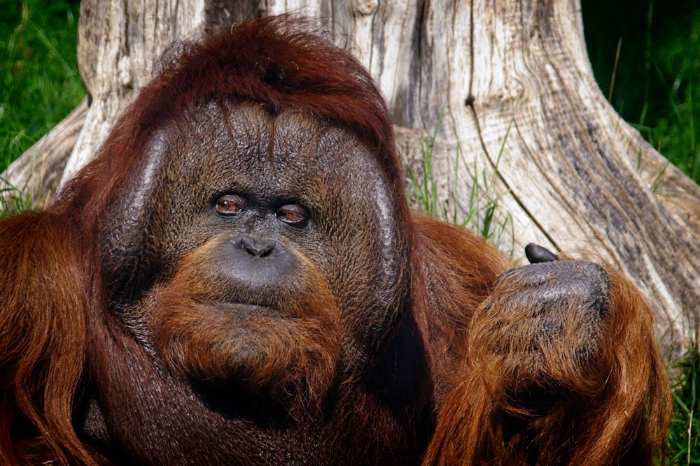 Orang Utan im Zoologischen Garten Berlin