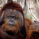 Orang Utan im Zoologischen Garten Berlin