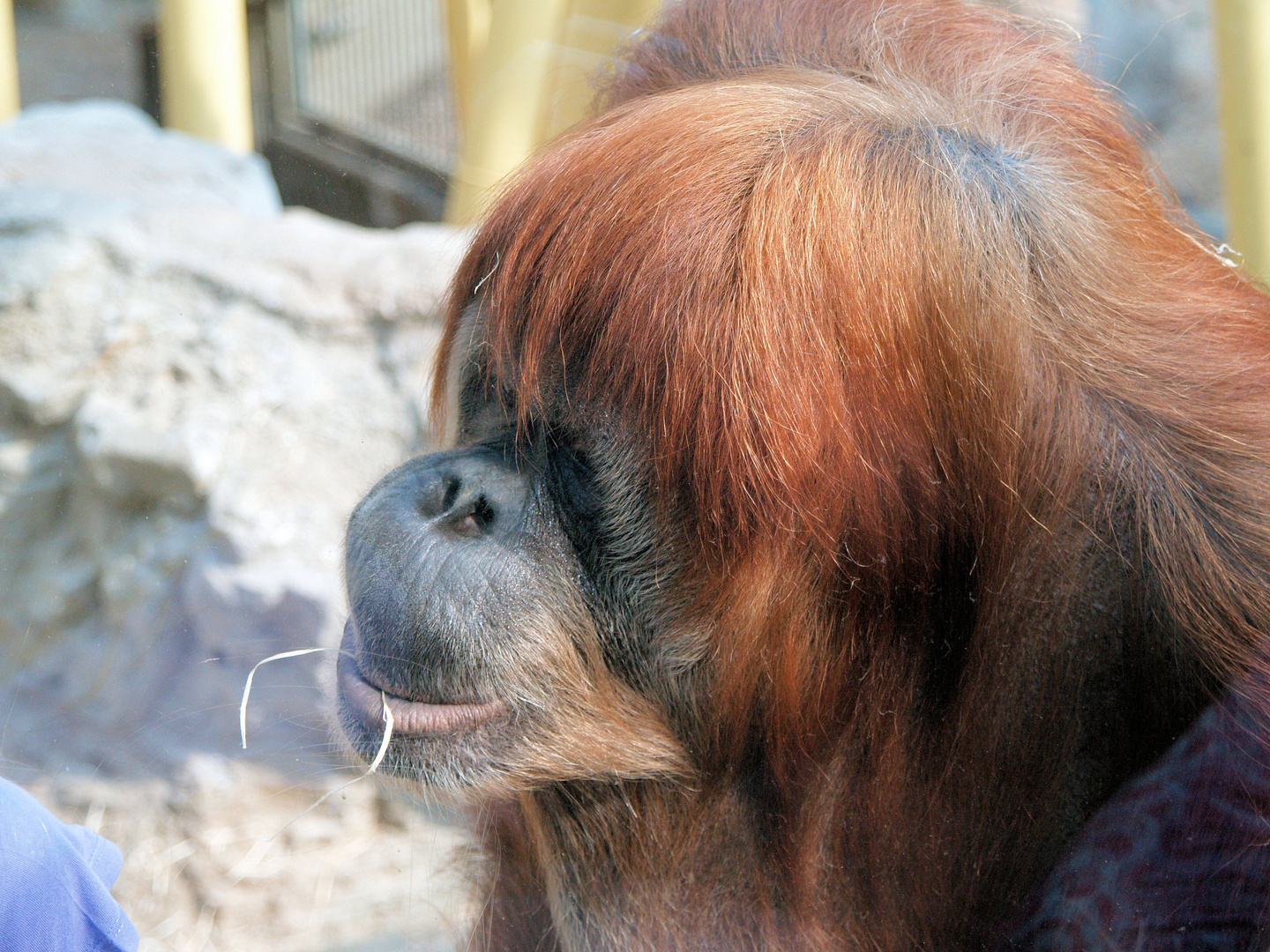 Orang Utan im Zoom Gelsenkirchen